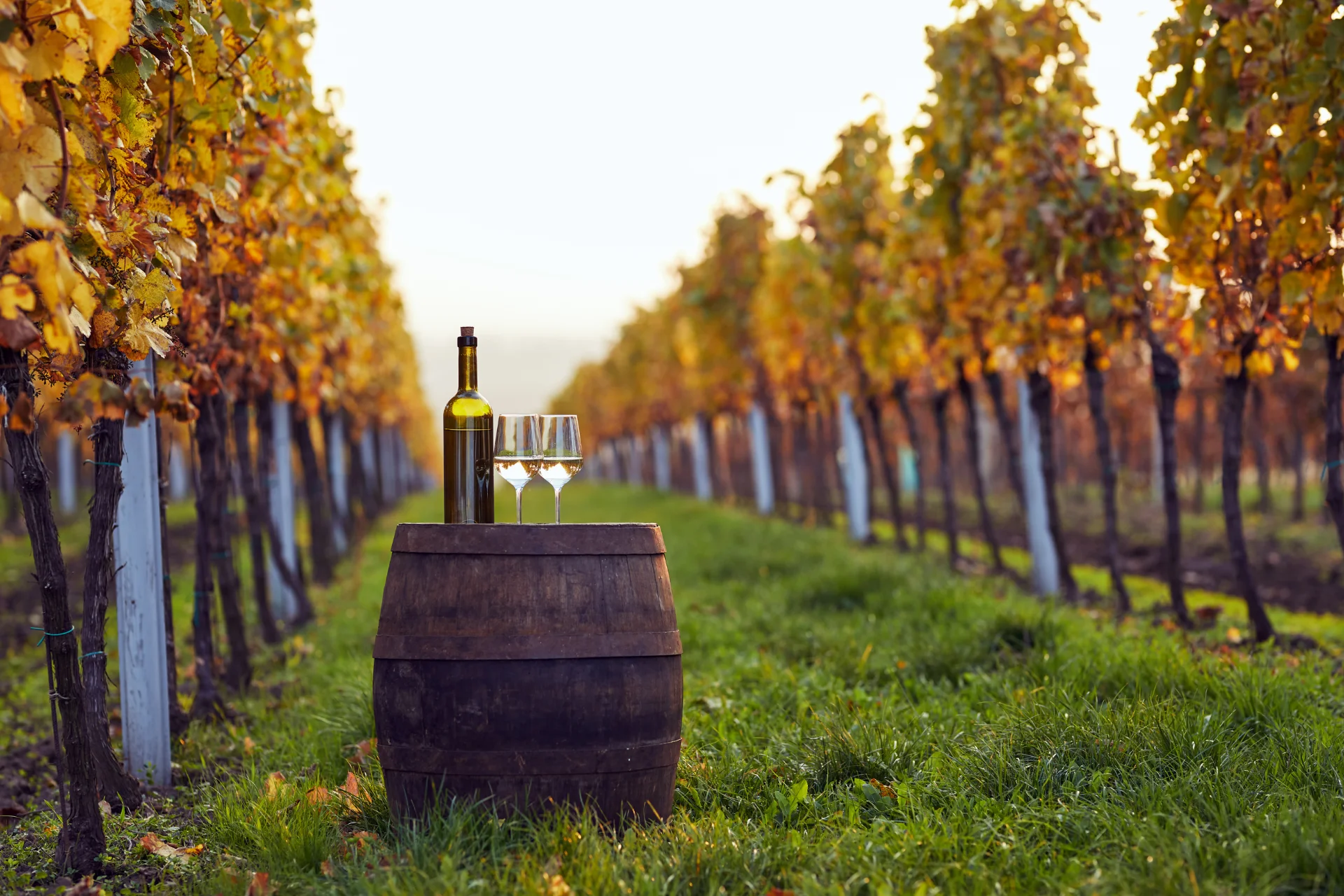 Winery in autumn.