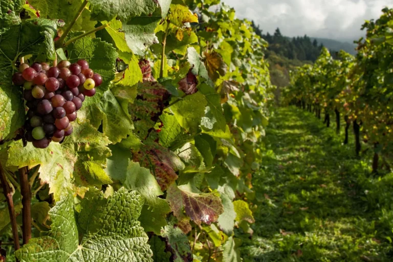 Winery with grapevines.