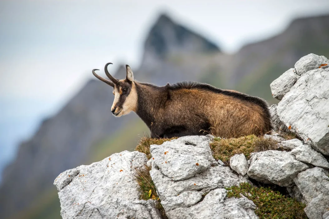 Alpine Camoscio (chamois).