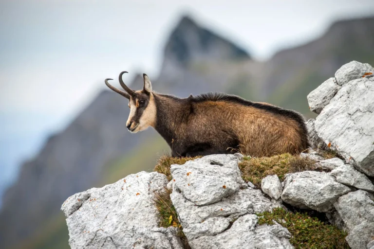 Alpine Camoscio (chamois).