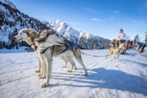 Dog Sledding with Huskies in Passo del Tonale