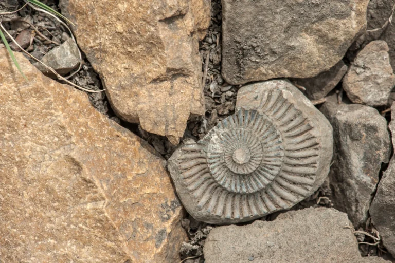 Fossilized mollusks.