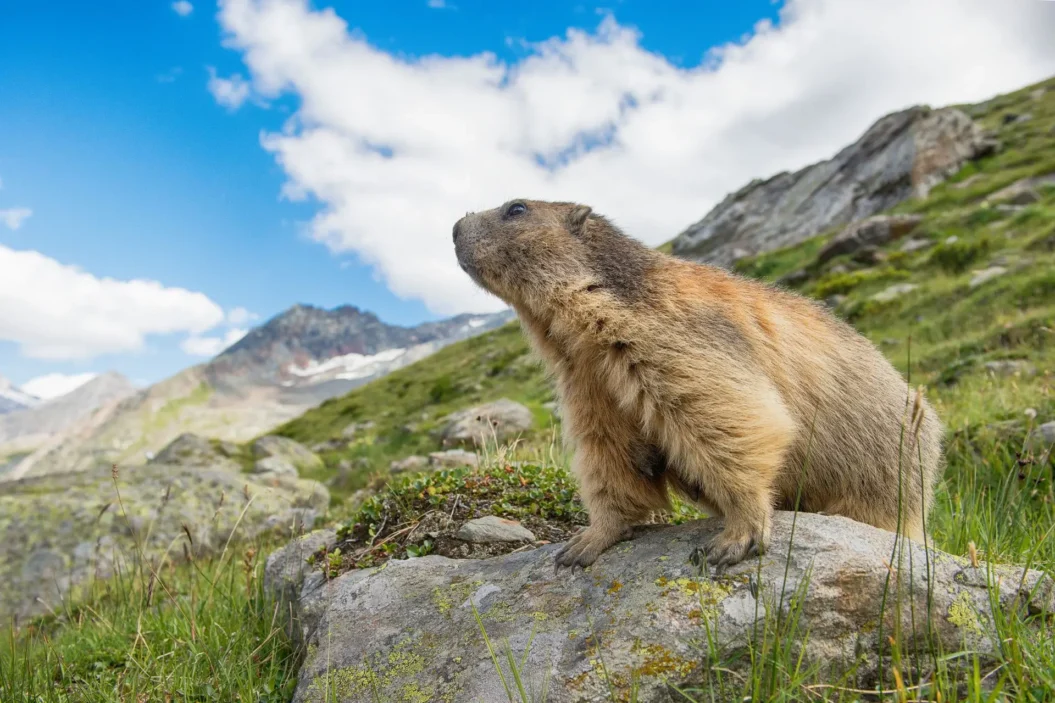 Marmote keeping watch.