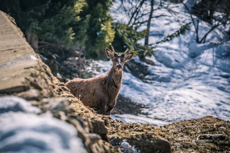 Red Deer in the Stelvio National Park - Pejo.