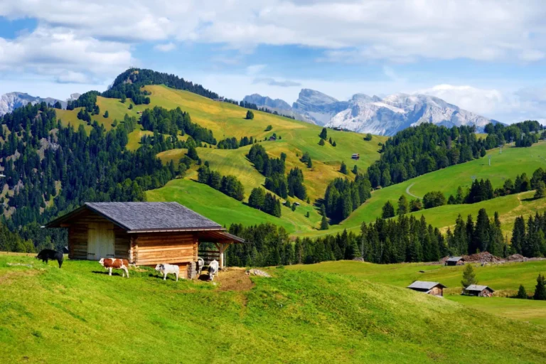 Seiser Alm high meadow with cows grazing at a malga.