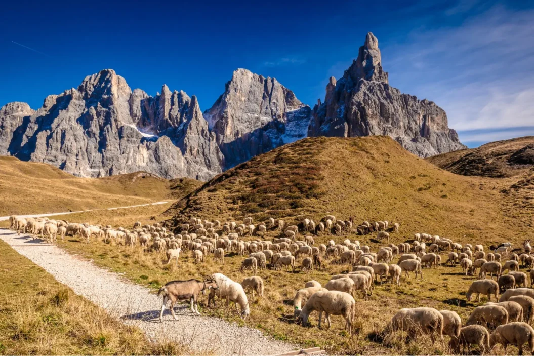 Sheep and goats grazing at Passo Rolle.