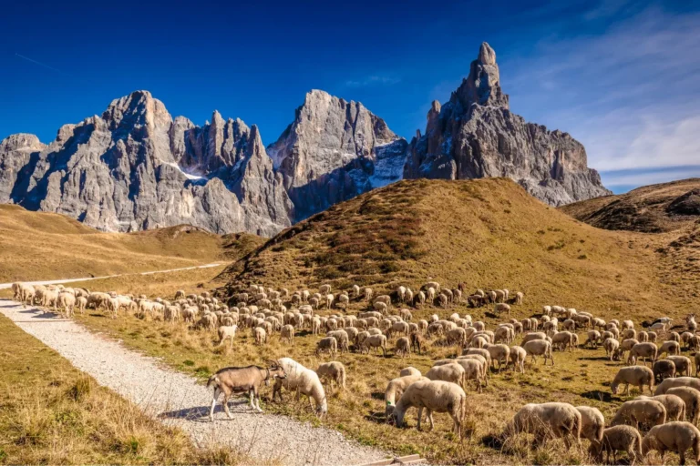 Sheep and goats grazing at Passo Rolle.