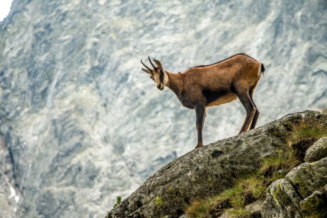 Wild Camoscio (chamois) in the mountains.