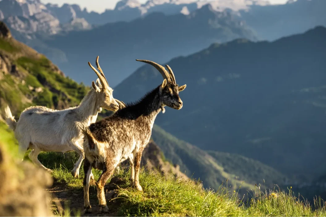 Wild Ibex in the Mountains.