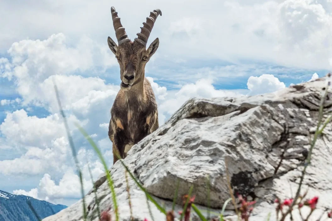 Wild Ibex standing on rocks high up on a mountain.