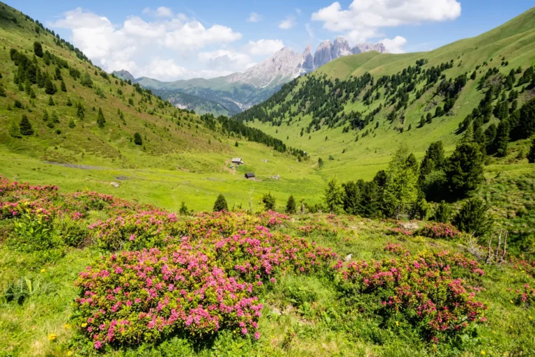 Wild rhododendrons in the Dolomites.